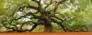  old-tree-920×350 Learning for change
